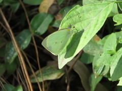 Leptophobia