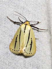 Grammarctia bilinea
