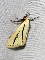 Grammarctia bilinea