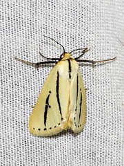 Grammarctia bilinea