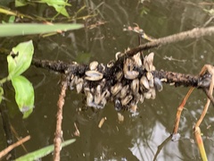 Mytilopsis leucophaeata