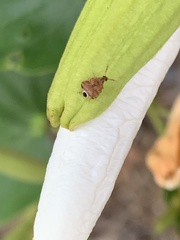 Gibbobruchus speculifer