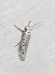 Yponomeuta strigillatus