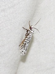 Yponomeuta strigillatus