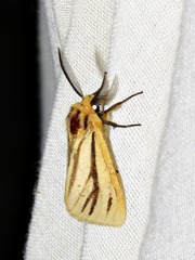 Estigmene multivittata