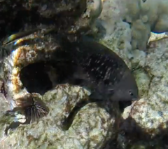 Plectroglyphidodon marginatus