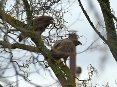 Buteo buteo