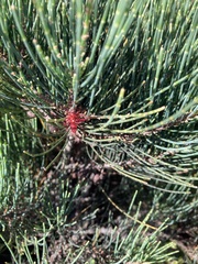 Allocasuarina monilifera