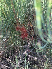Allocasuarina monilifera