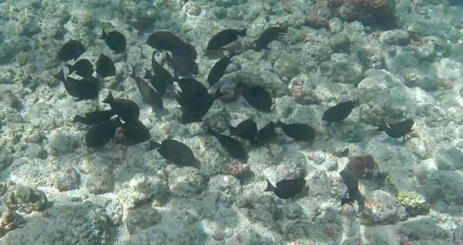 Spotted surgeonfish