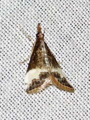 Autocharis sinualis