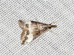 Autocharis sinualis