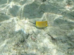 Forcipiger