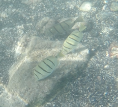 Acanthurus triostegus sandvicensis