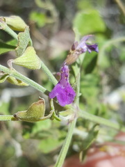 Salvia pinguifolia