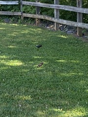 Sturnus vulgaris