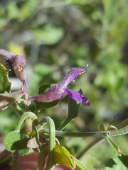 Salvia pinguifolia