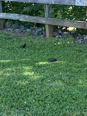 Sturnus vulgaris