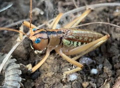 Nastonotus foreli