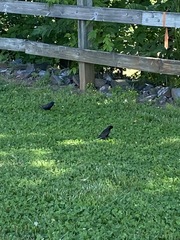 Sturnus vulgaris