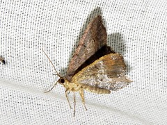 Chiasmia confuscata