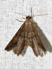 Chiasmia confuscata