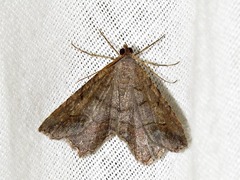 Chiasmia confuscata