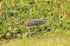 Egretta tricolor image