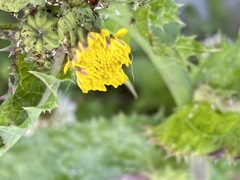 Sonchus