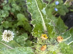 Sonchus