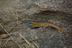 Trachylepis quinquetaeniata