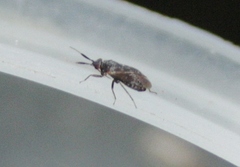 Atractotomus parvulus