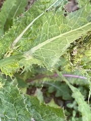 Sonchus
