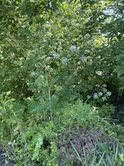 Conium maculatum