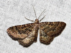 Horisme punctiscripta