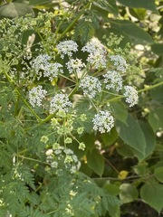 Conium maculatum