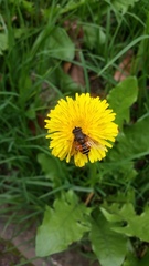 Eristalis bogotensis