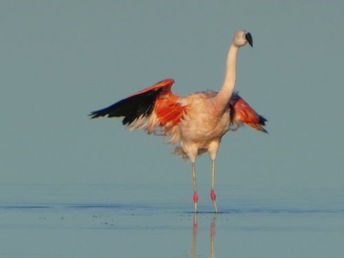 Chilean Flamingo