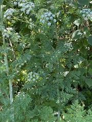 Conium maculatum