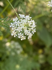 Conium maculatum