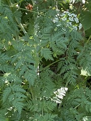 Conium maculatum