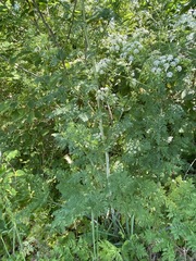 Conium maculatum