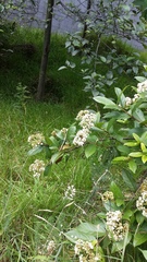 Viburnum triphyllum