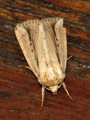 Mythimna tacuna
