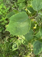 Broussonetia papyrifera