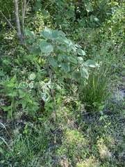 Broussonetia papyrifera
