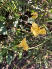 Goodenia rostrivalvis