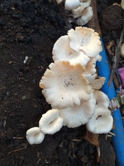 Favolus spatulatus