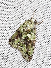 Blenina squamifera