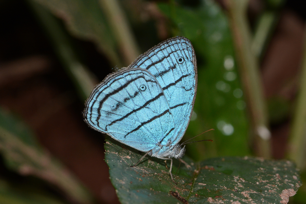 Caeruleuptychia lobelia